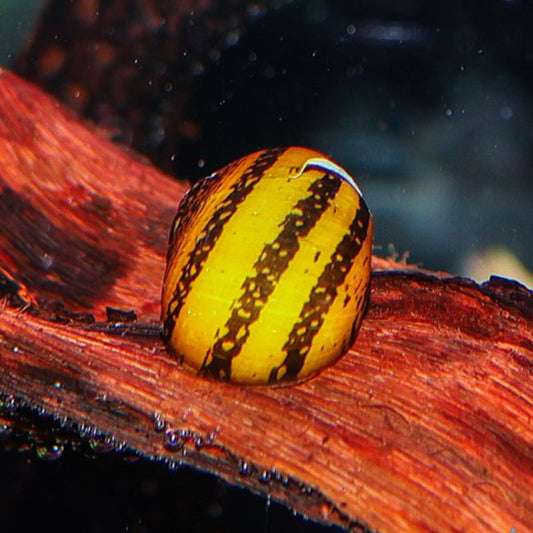 O - RING SNAIL