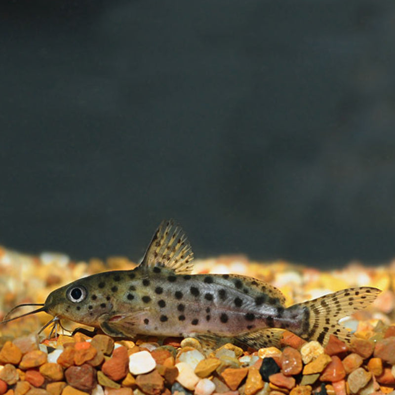 OCELLATED SYNODONTIS