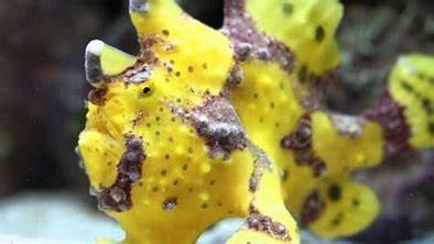 WART SKIN ANGLER YELLOW