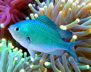 GREEN CHROMIS
