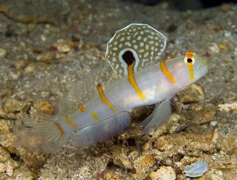 RANDALL'S PRAWN GOBY