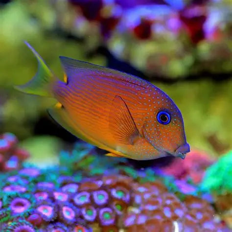 BLUE EYED TANG