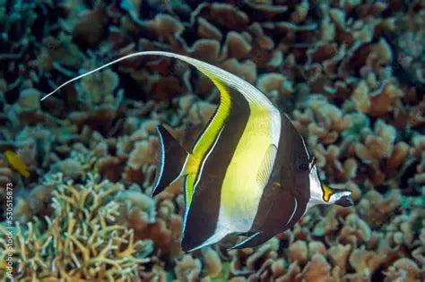 MOORISH IDOL