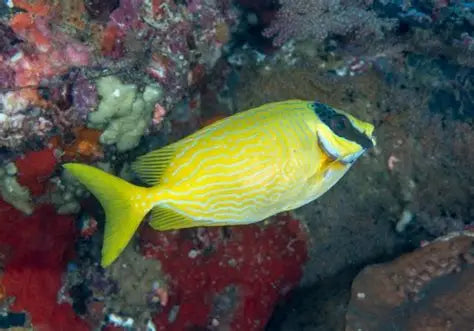 MASKED RABBIT FISH