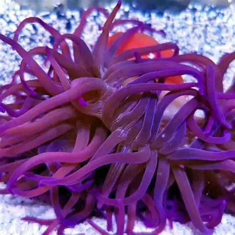 PURPLE LONG TENTACLE ANEMONE