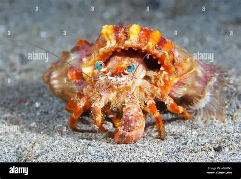 ANEMONE HERMIT CRAB