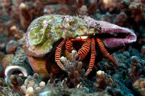 HALLOWEEN HERMIT CRAB