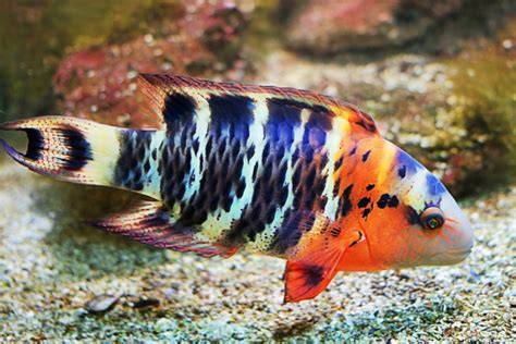 RED BREAST WRASSE