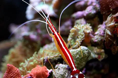 ORANGE SKUNK SHRIMP