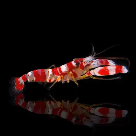 RED BANDED SHRIMPS