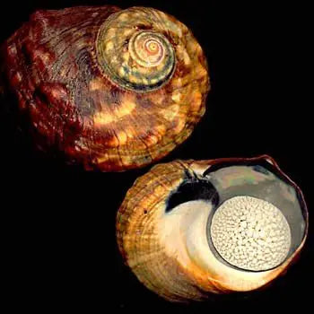 TURBO SHELL