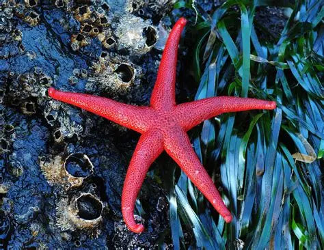 RED STARFISH