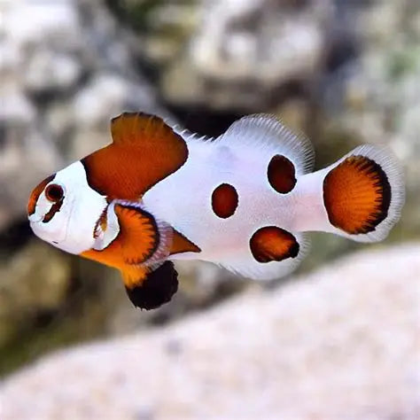 MOCHA STORM CLOWNFISH