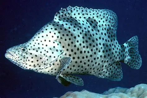 PANTHER GROUPER