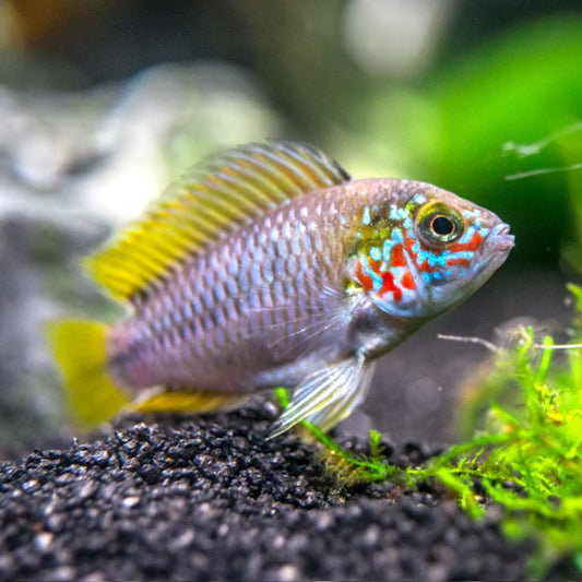 OPAL UMBRELLA DWARF CICHLID