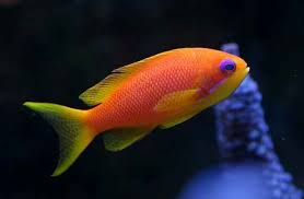 ORANGE ANTHIAS FEMALE