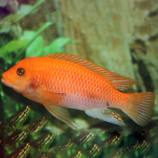 ORANGE BOLT CICHLID