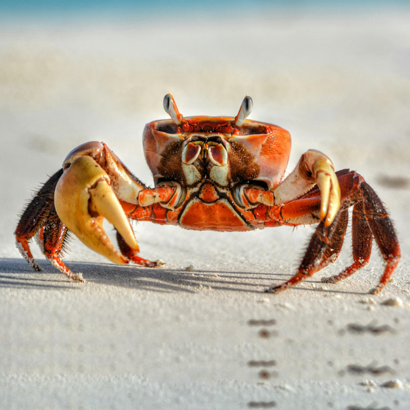 ORANGE CRAB