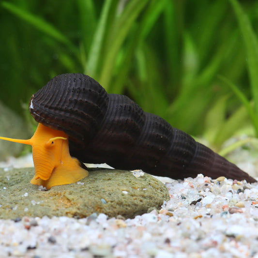 ORANGE RABBIT SNAIL