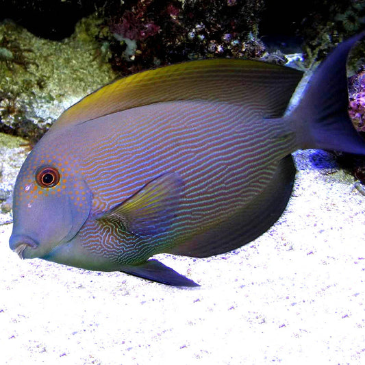 ORANGE STRIPED BRISTLETOOTH TANG