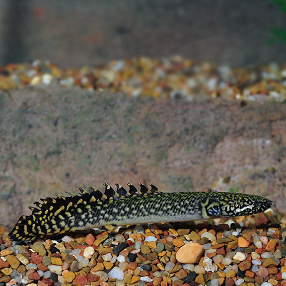 ORNATE BICHIR