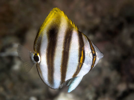 OCCELATE BUTTERFLYFISH