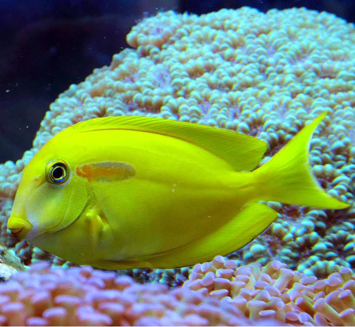 ORANGE SHOULDER TANG JUV