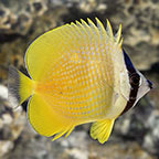 ORANGE BUTTERFLYFISH