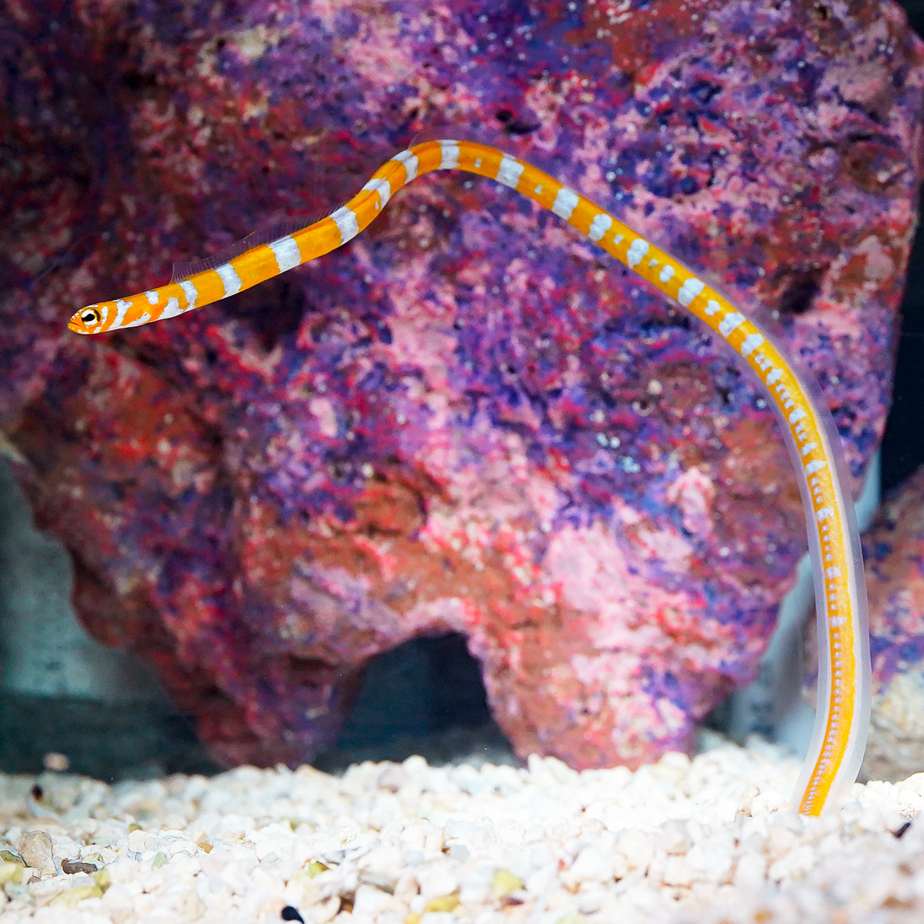 ORANGE BANDED GARDEN EEL