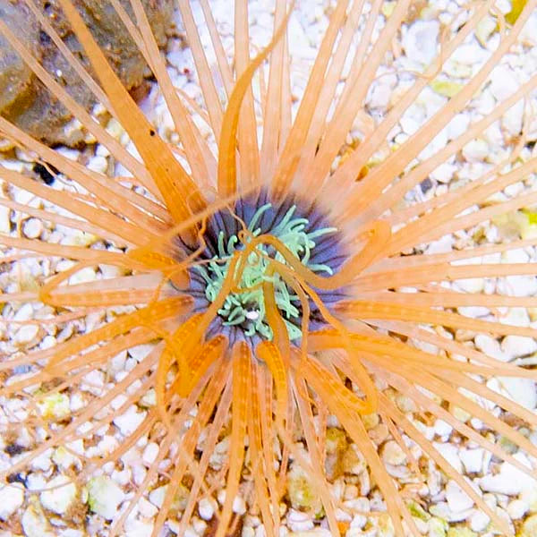ORANGE GREEN TUBE ANEMONE