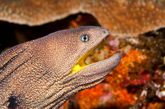 ORANGE MOUTH MORAY EEL