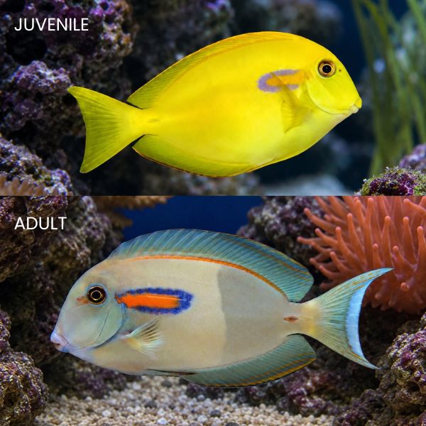 ORANGE SHOULDER TANG