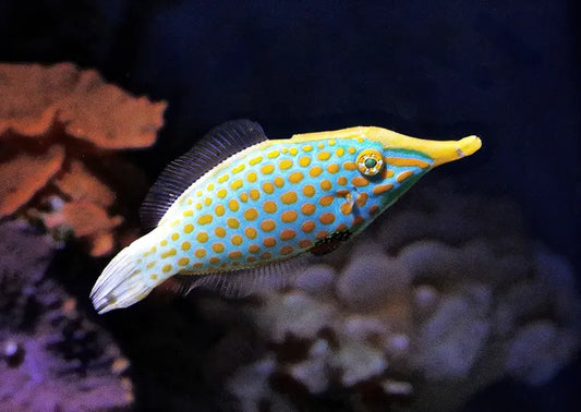 ORANGE-SPOTTED FILEFISH
