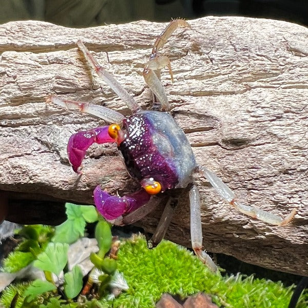 ORCHID VAMPIRE CRAB