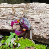 ORCHID VAMPIRE CRAB