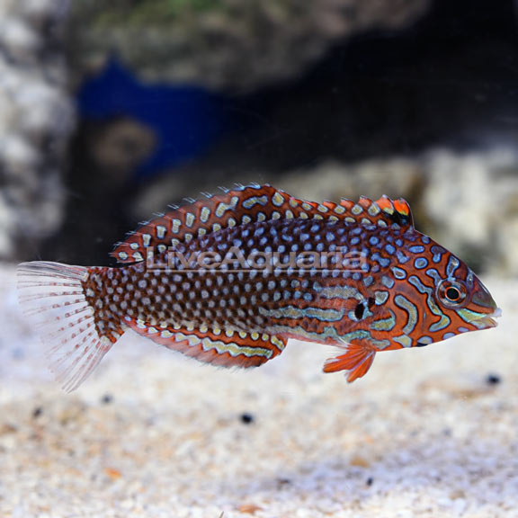 ORNATE LEOPARD WRASSE