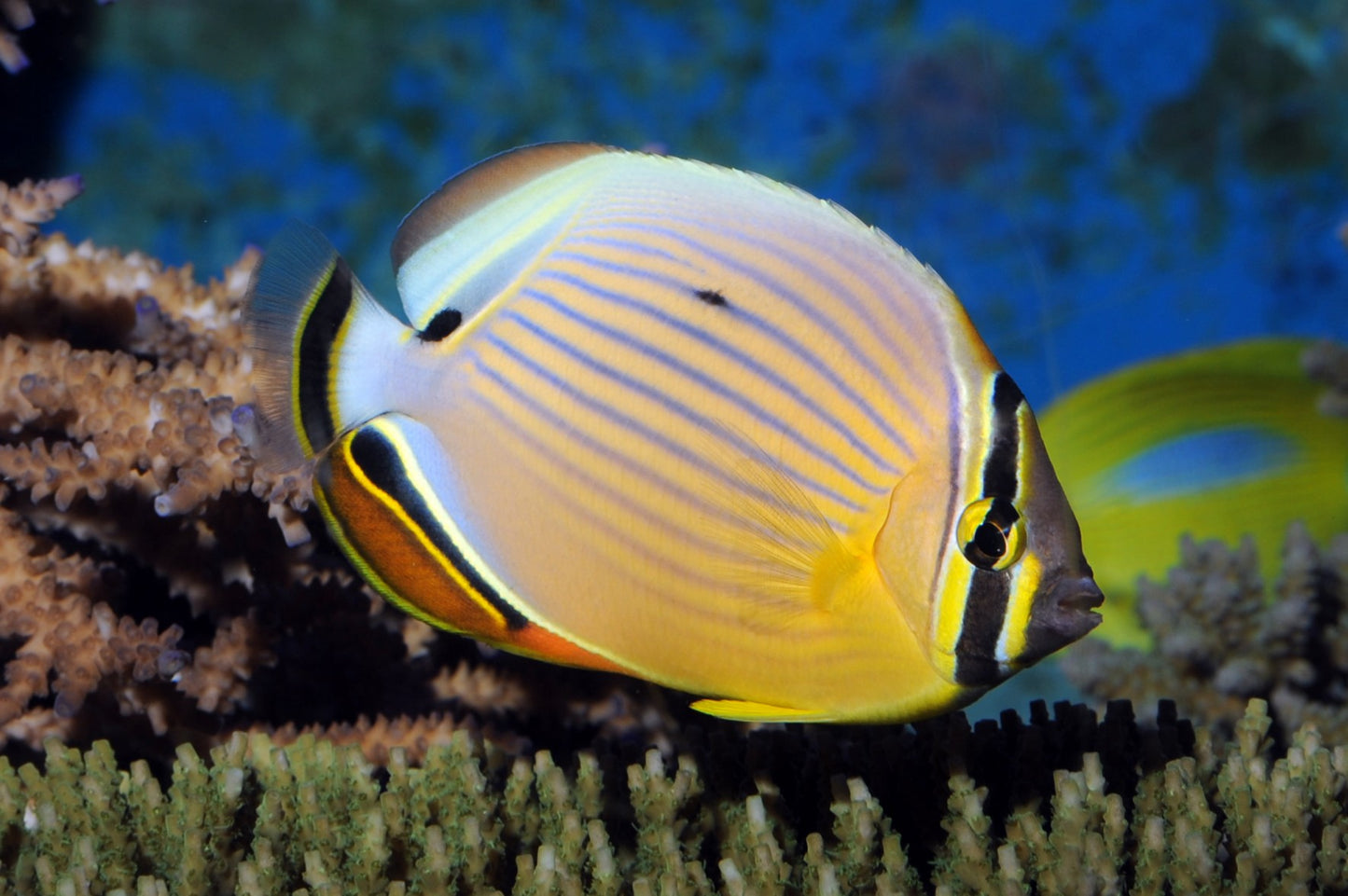 OVAL BUTTERFLY