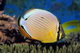 OVAL BUTTERFLY