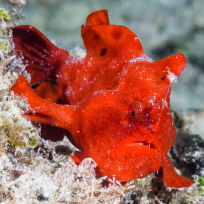 PAINTED FROGFISH