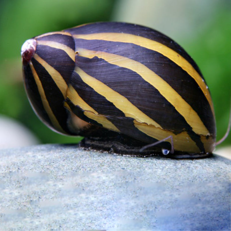 PAINTING SNAIL