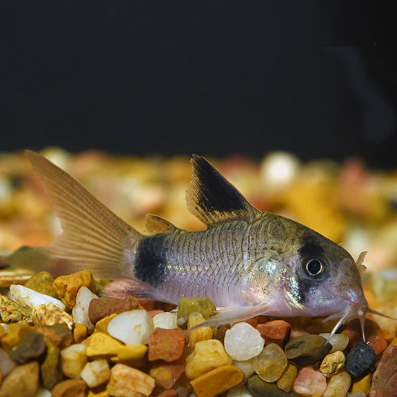 PANDA CORY CATFISH