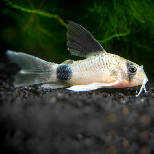 PANDA LONGTAIL CORY CATFISH