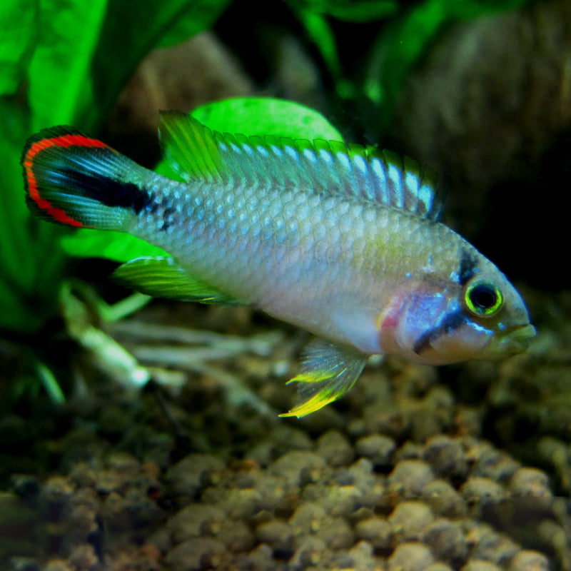 PANDURINI BLUE SKY CICHLID