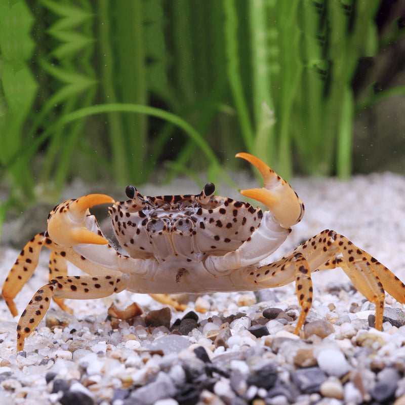 PANTHER CRAB