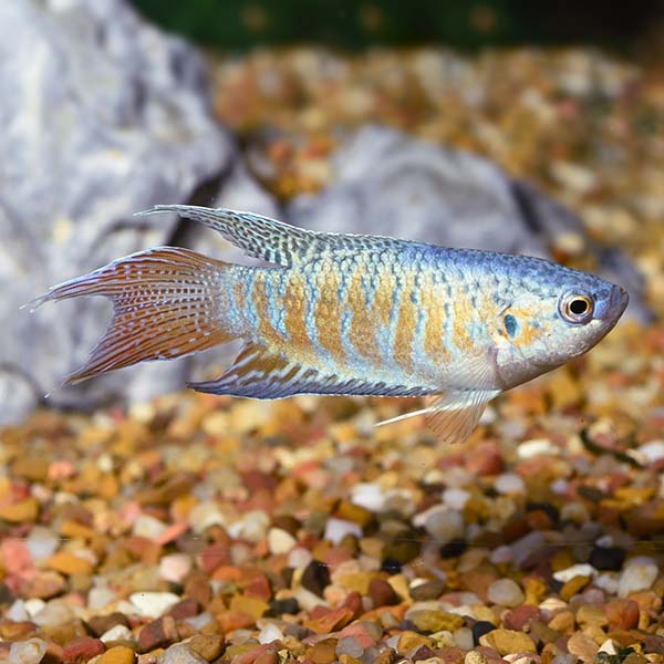 PARADISE FISH