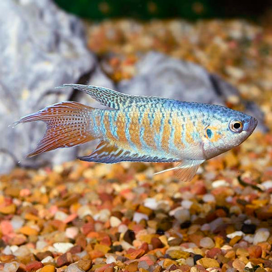 PARADISE FISH