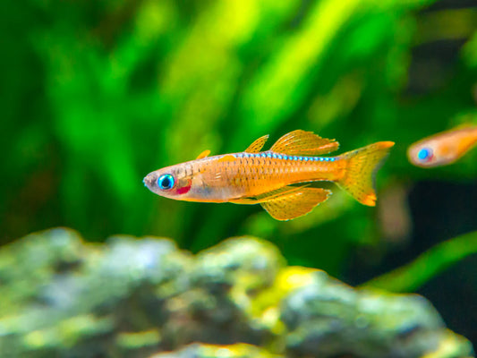 PASKAI RAINBOWFISH