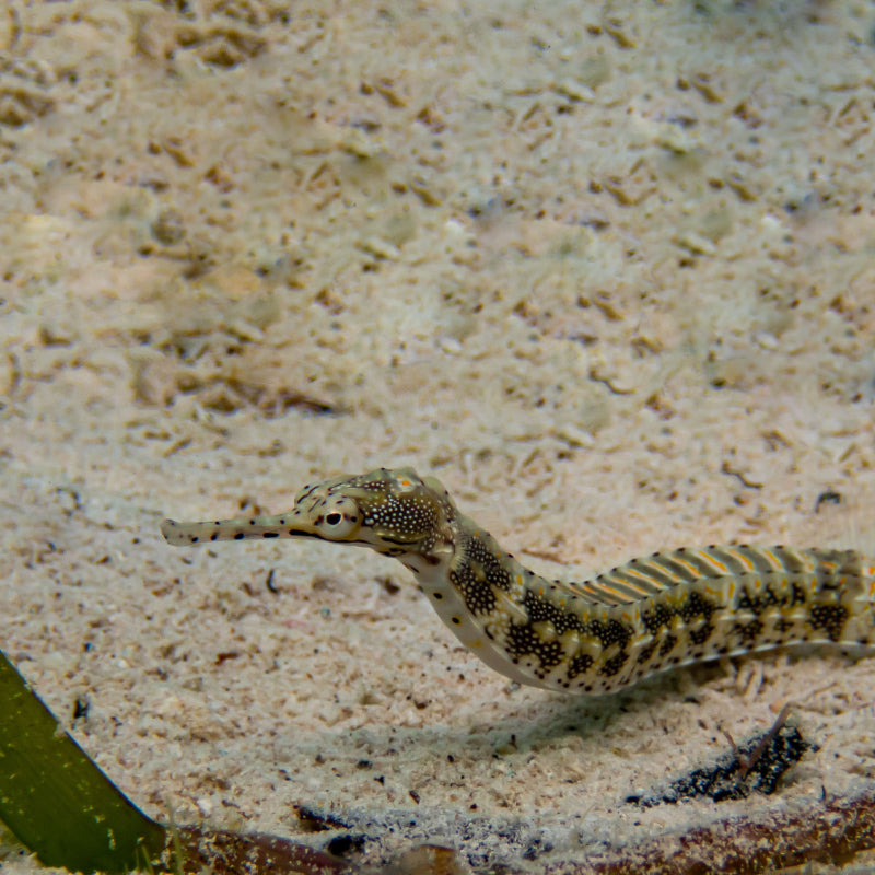 PAXTONS PIPEFISH