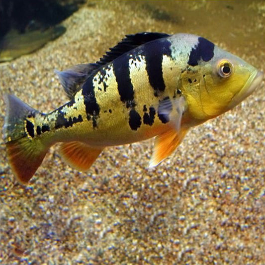 PEACKOCK BASS CICHLID
