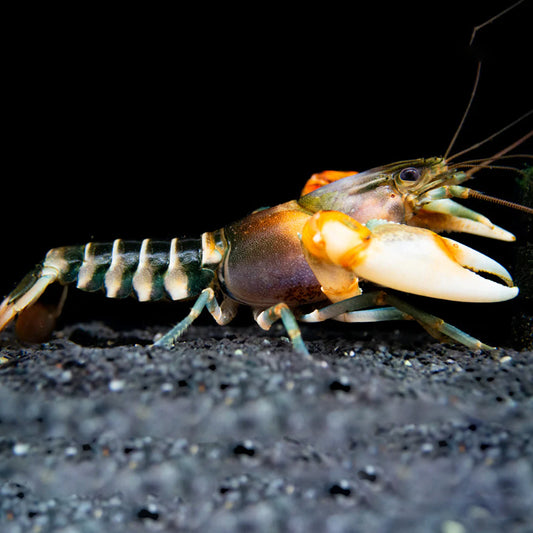 PAPUA ZEBRA CRAYFISH